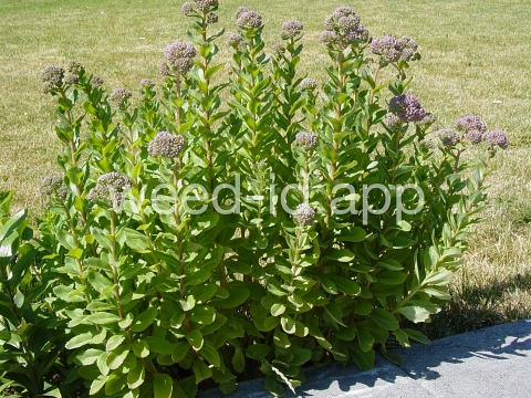 stonecrop, live-forever
